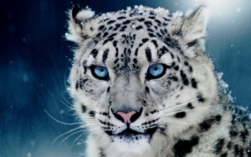 Snow Leopard in Snow — White, Dramatic, Winter, Photograph, Blue Eyes