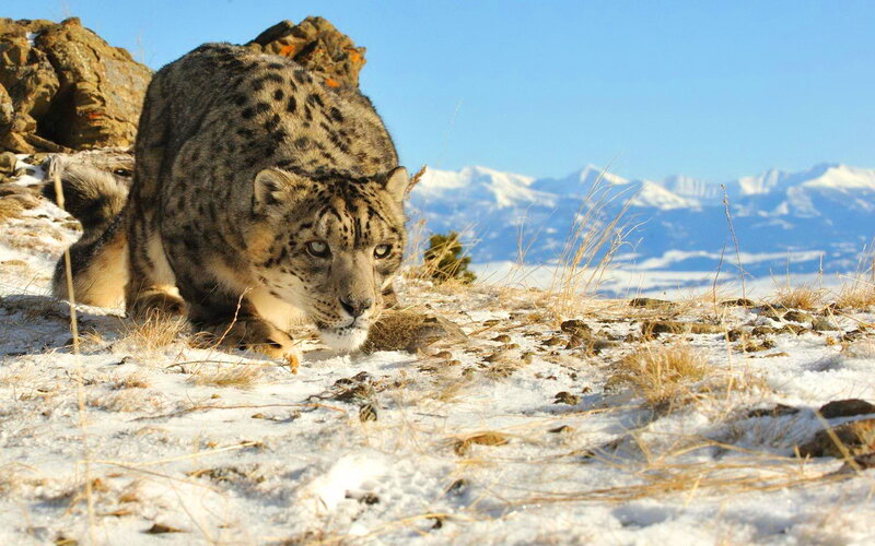 Snow Leopard in Snow — White, Dramatic, Winter, Photograph