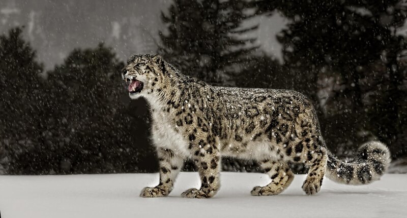 Snow Leopard in Snow — White, Dramatic, Winter, Photograph, Trees