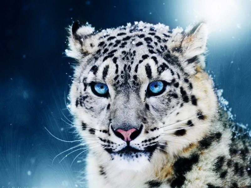 Snow Leopard in Snow — White, Dramatic, Winter