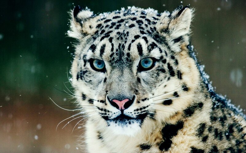 Snow Leopard in Snow — White, Eyes