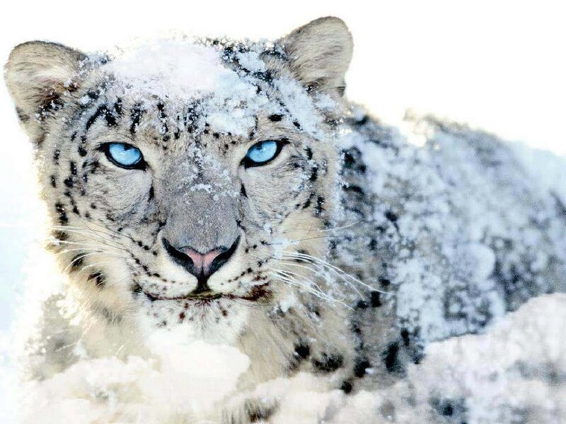Snow Leopard in Snow — White, Intense, Winter, Photograph, Eyes
