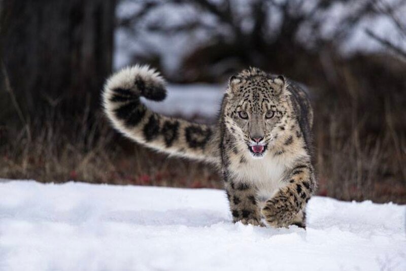 Snow Leopard in Snow — White, Intense, Winter, Photograph, Trees