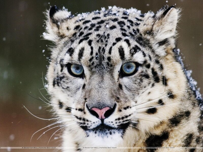 Snow Leopard in Snow — White, Intense, Winter