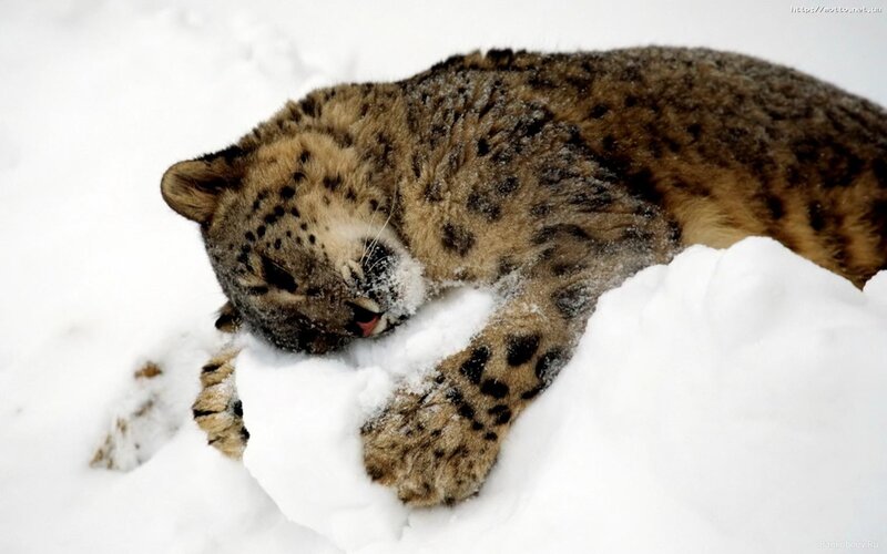 Snow Leopard in Snow — White, Peaceful
