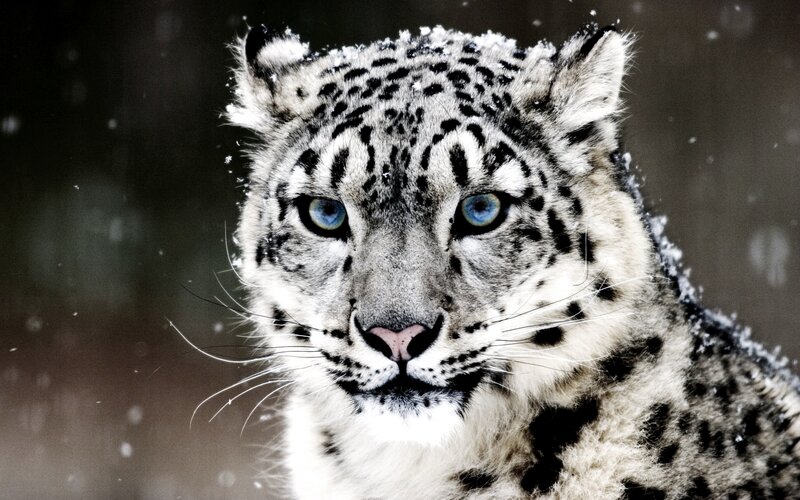 Snow leopard in snowfall