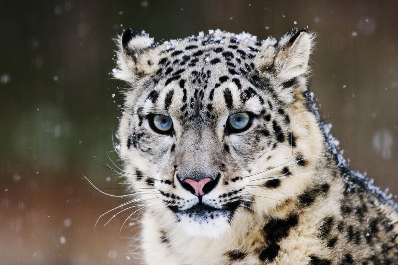 Snow leopard in snowfall