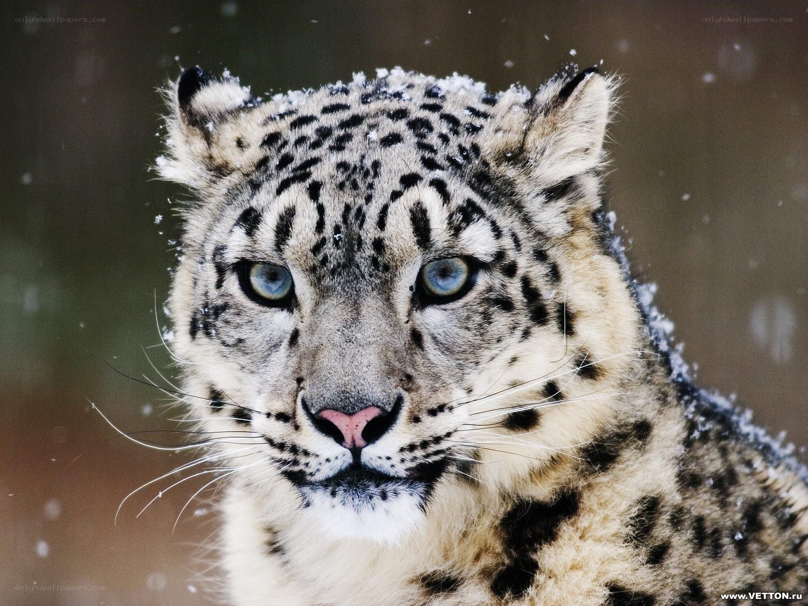 snow leopard in snowfall