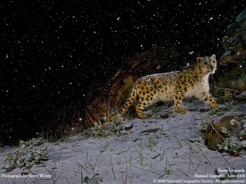 Snow leopard in snowfall