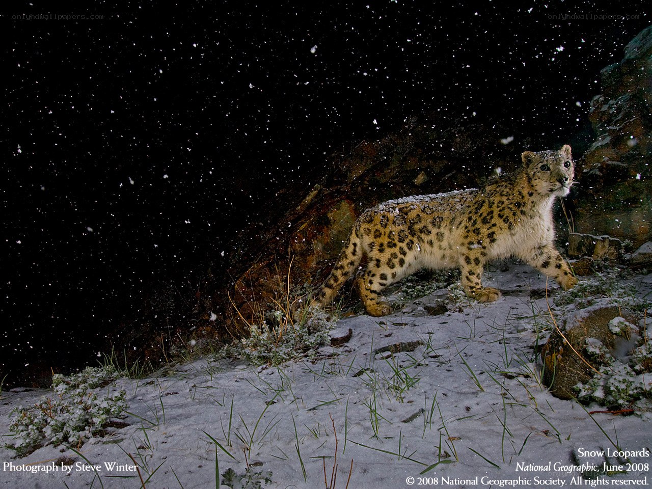 Snow leopard in snowfall