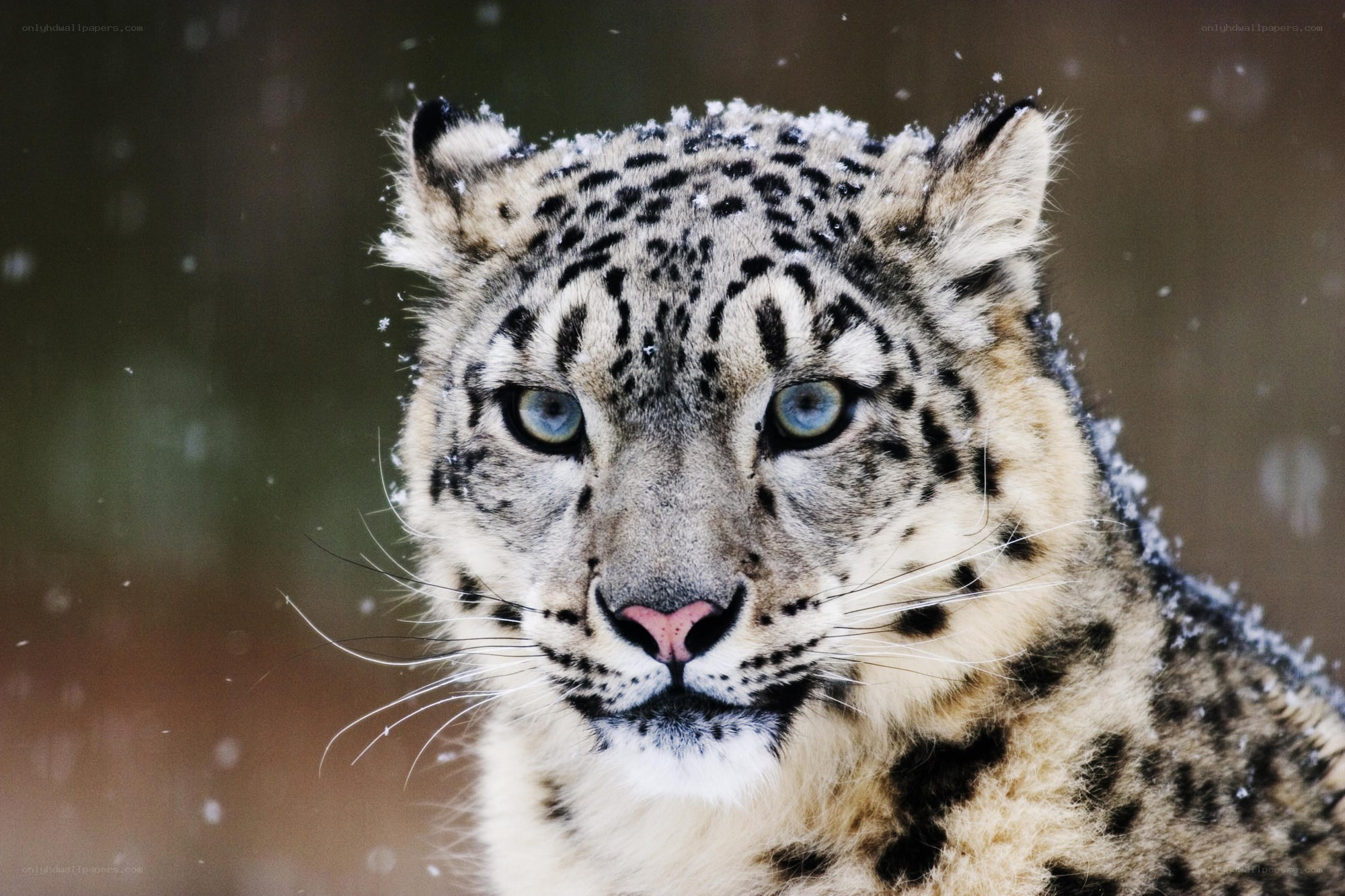 Snow leopard in snowfall