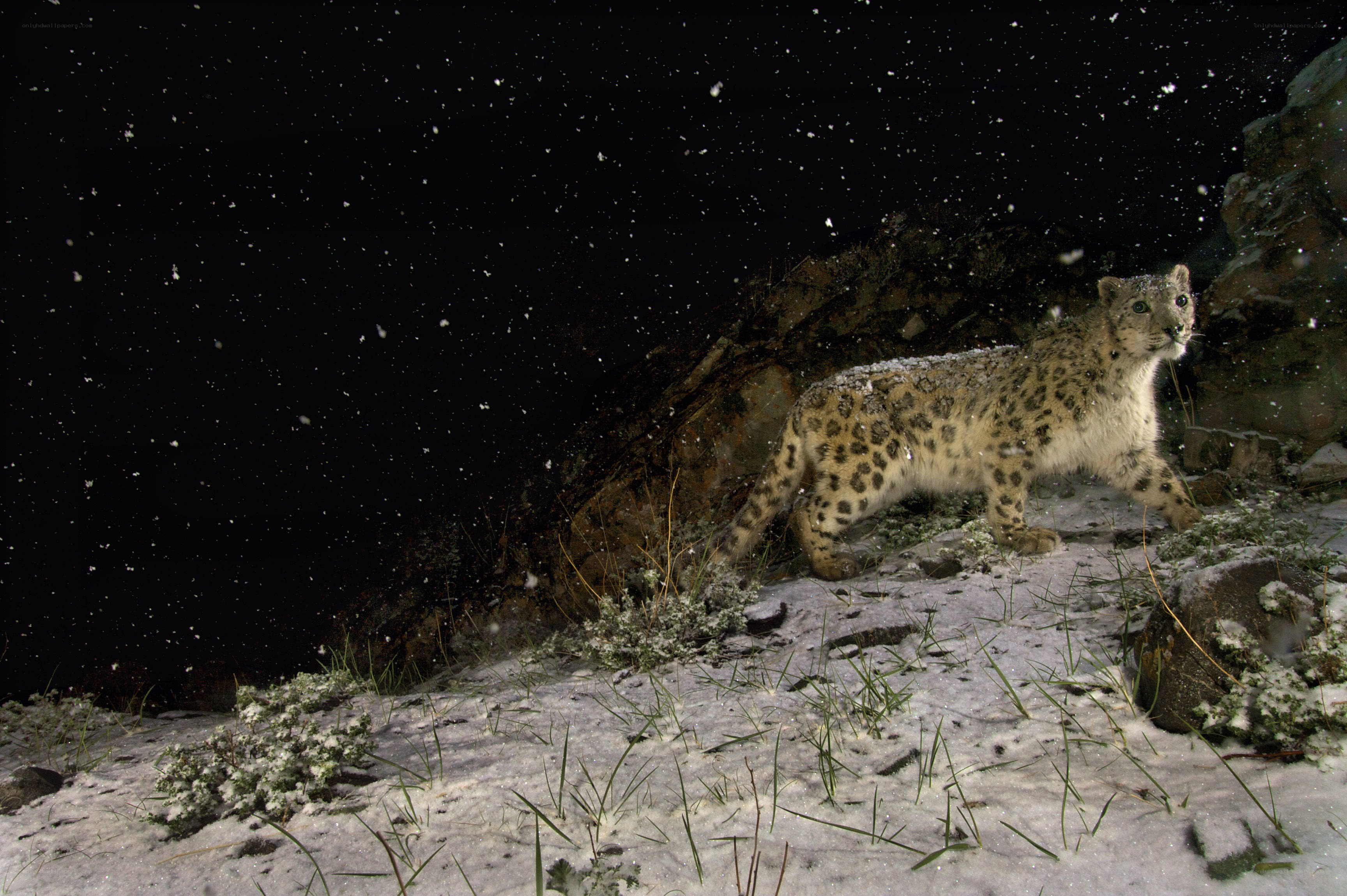 Snow leopard in snowstorm