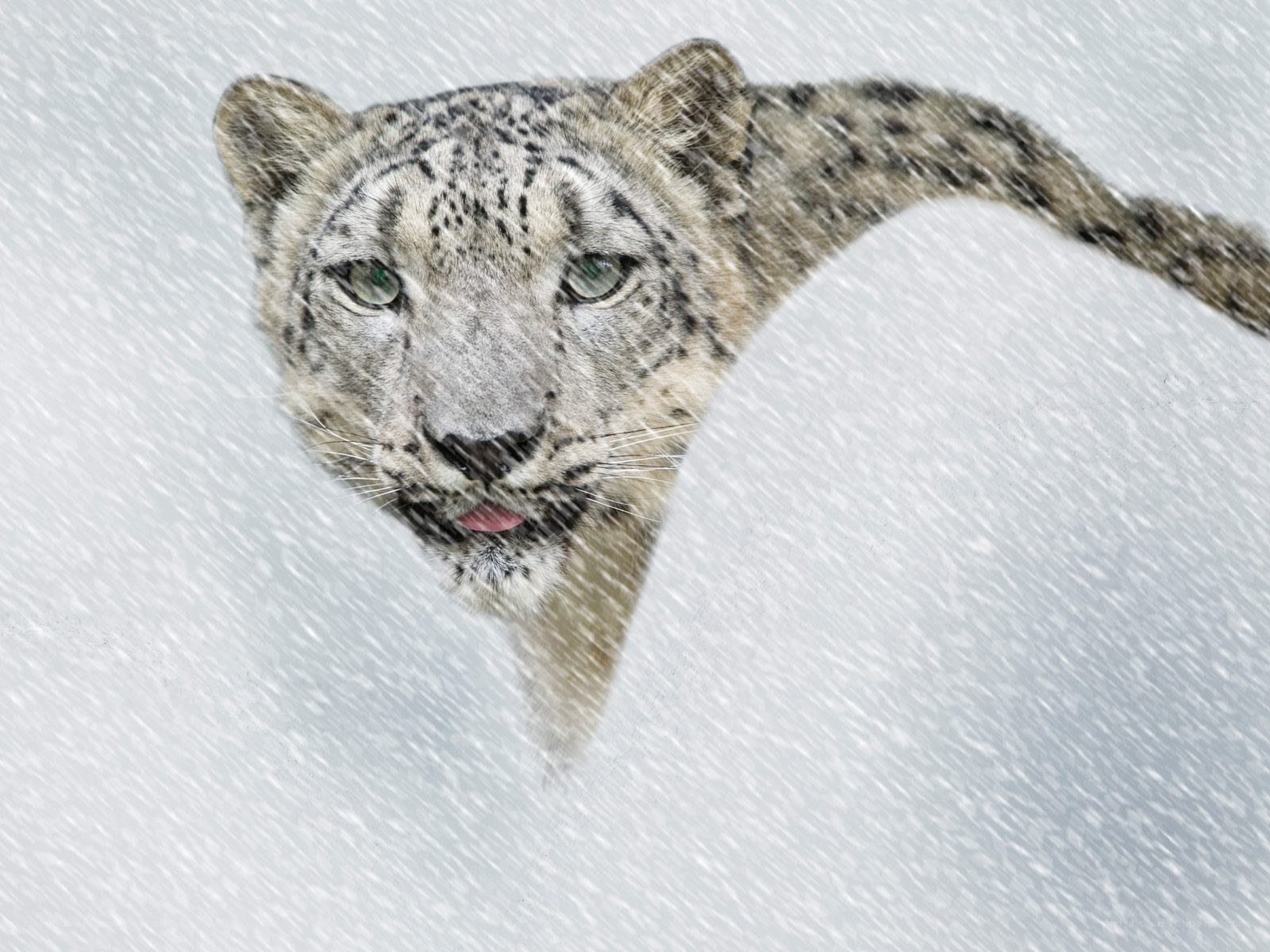 Snow leopard in snowstorm