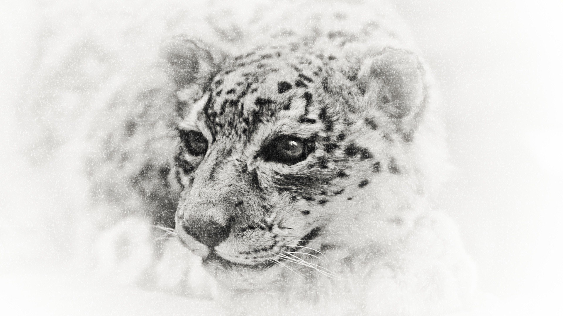snow leopard in snowstorm