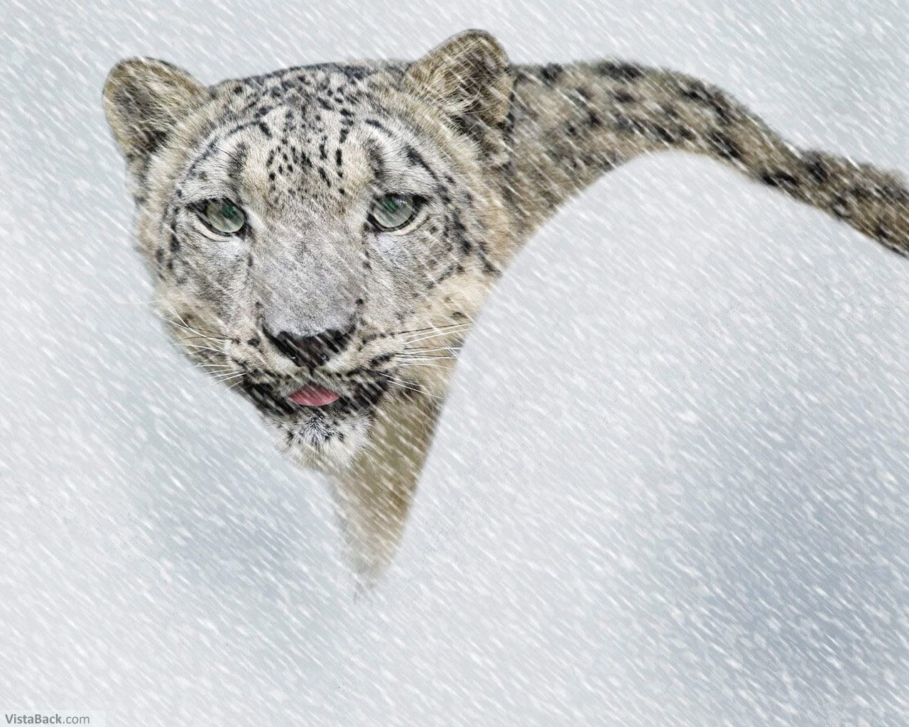 Snow leopard in snowstorm