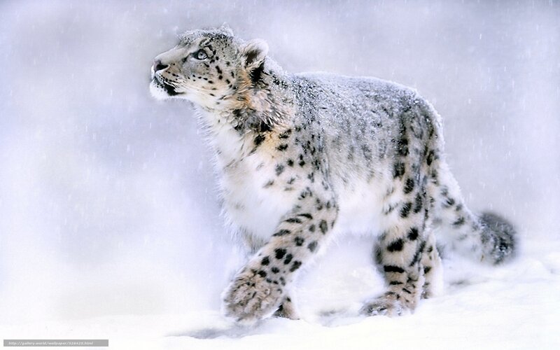 Snow leopard in snowstorm