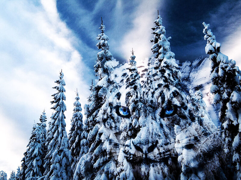 snow leopard in snowy forest