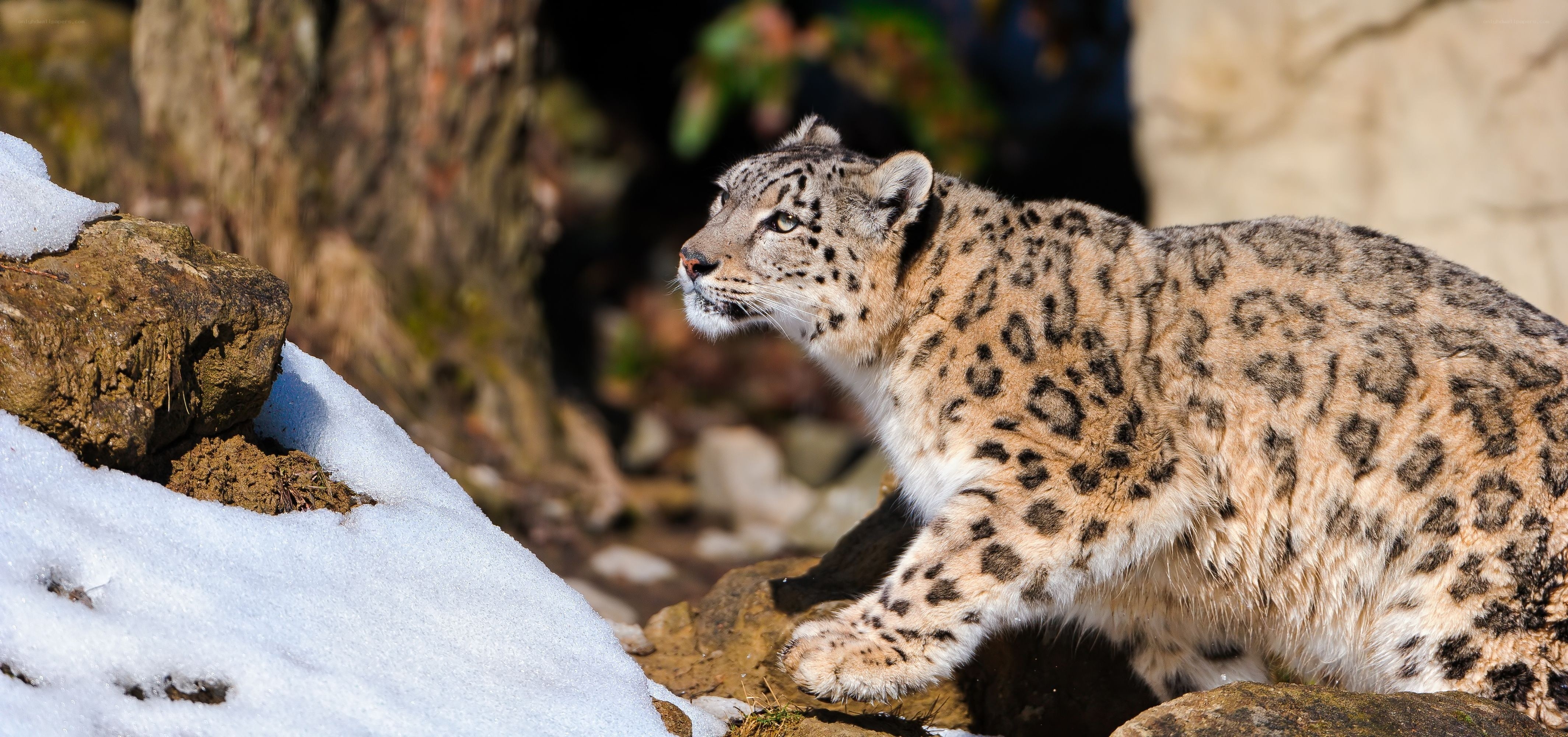 Snow leopard in snowy habitat