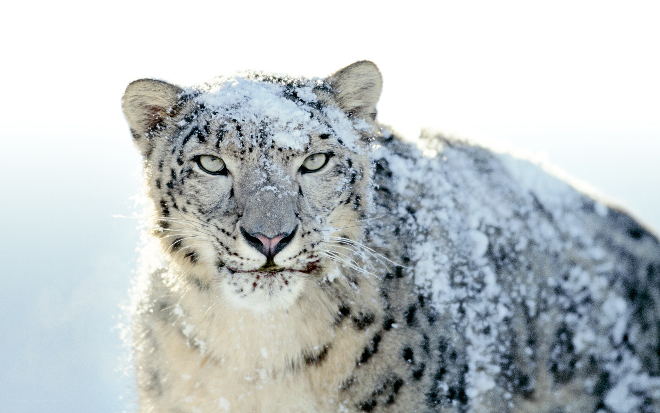 Snow leopard in snowy landscape