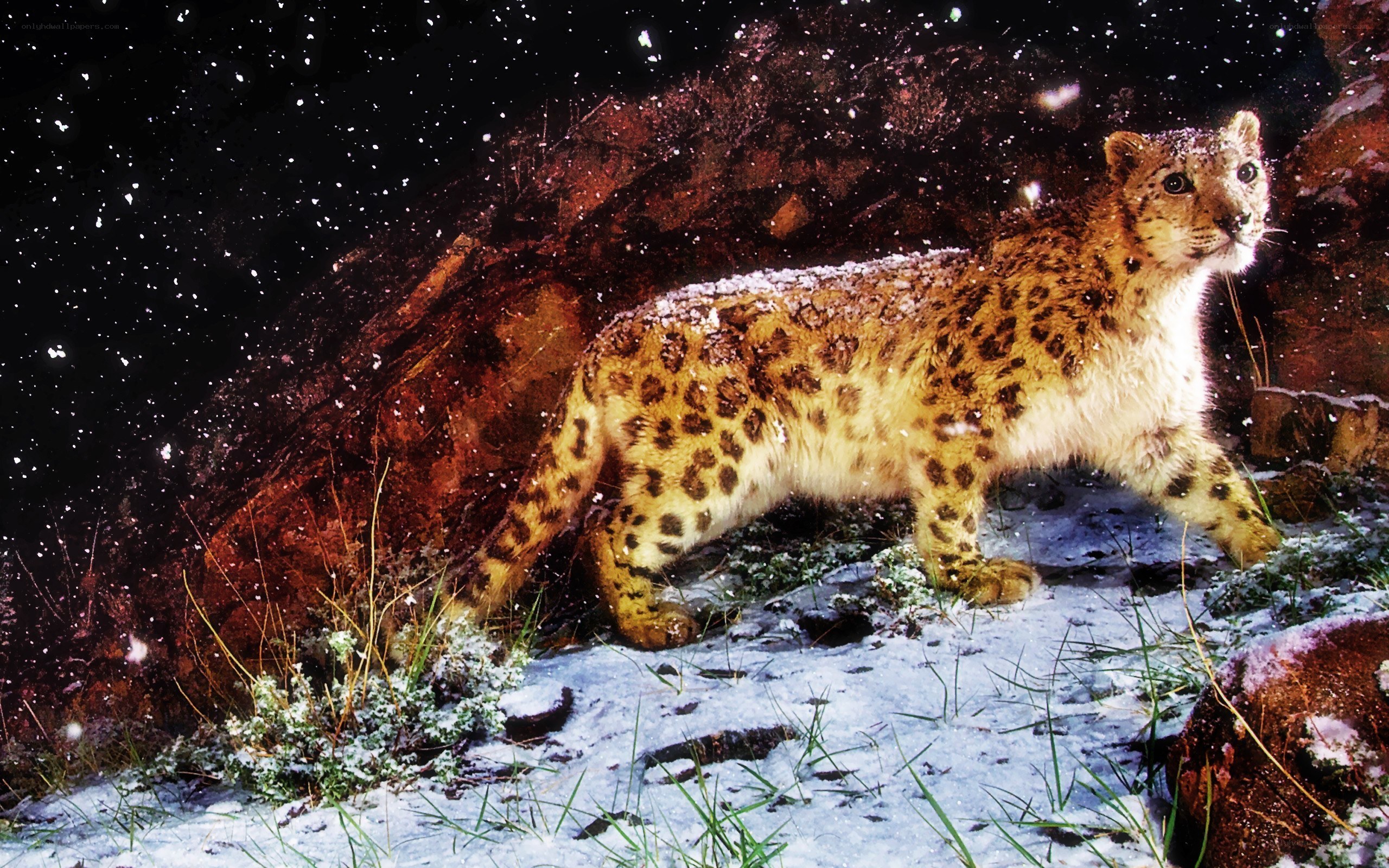 Snow leopard in snowy landscape