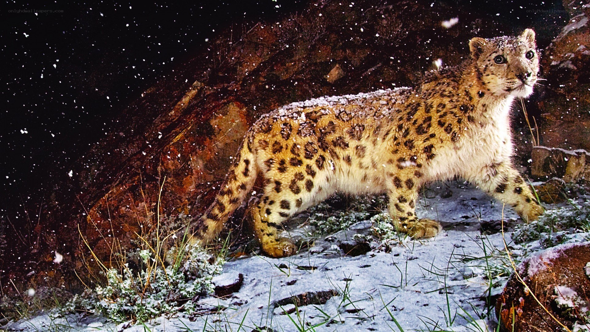 Snow leopard in snowy landscape