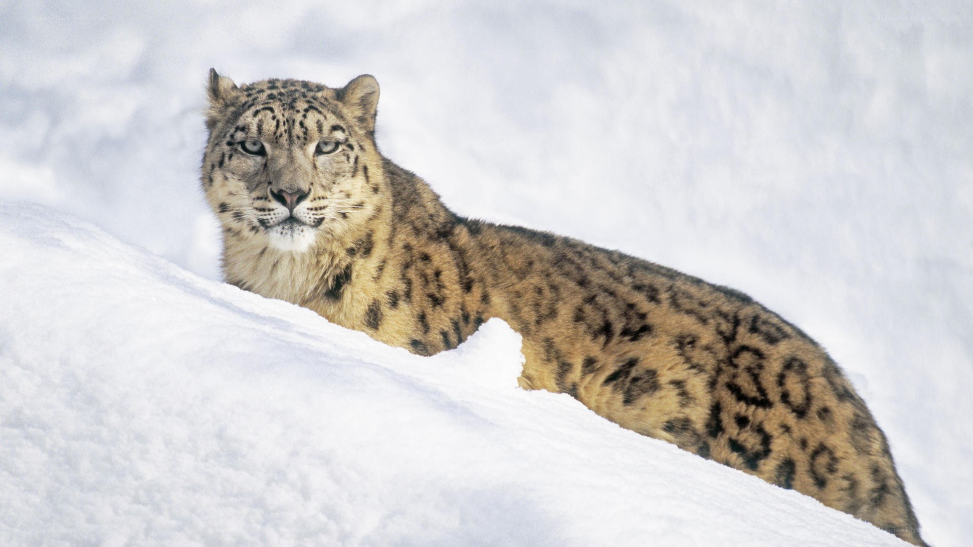 Snow leopard in snowy landscape