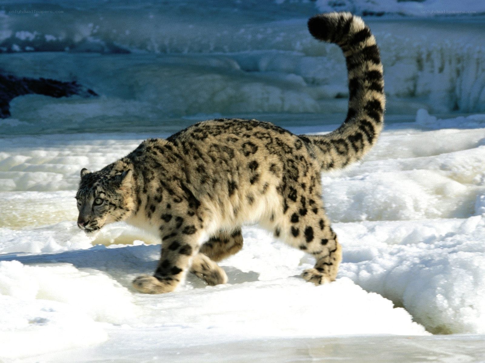 Snow leopard in snowy landscape