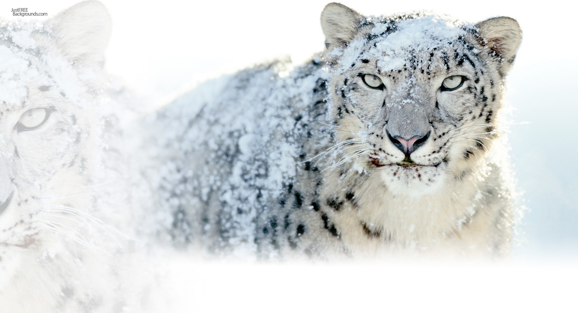 Snow leopard in snowy landscape