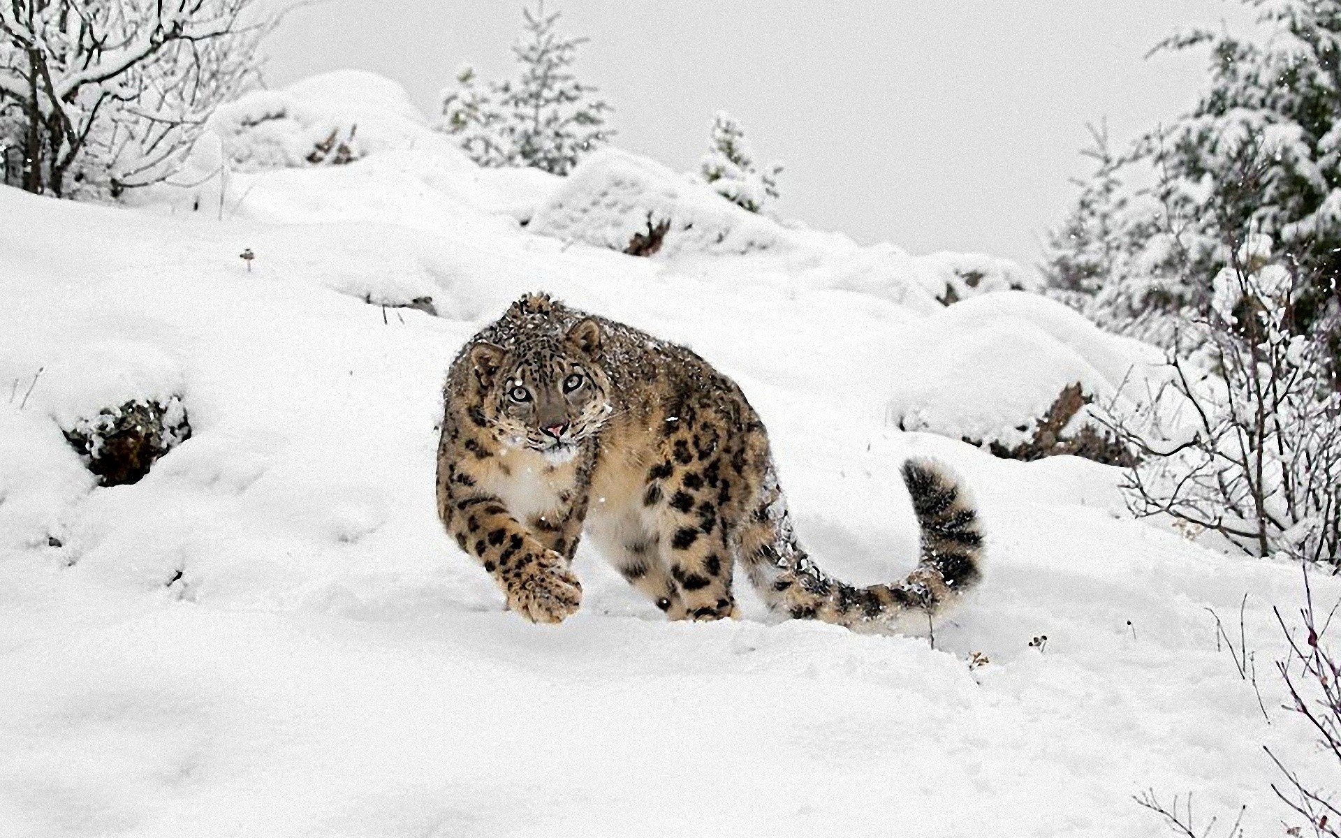 Snow leopard in snowy landscape