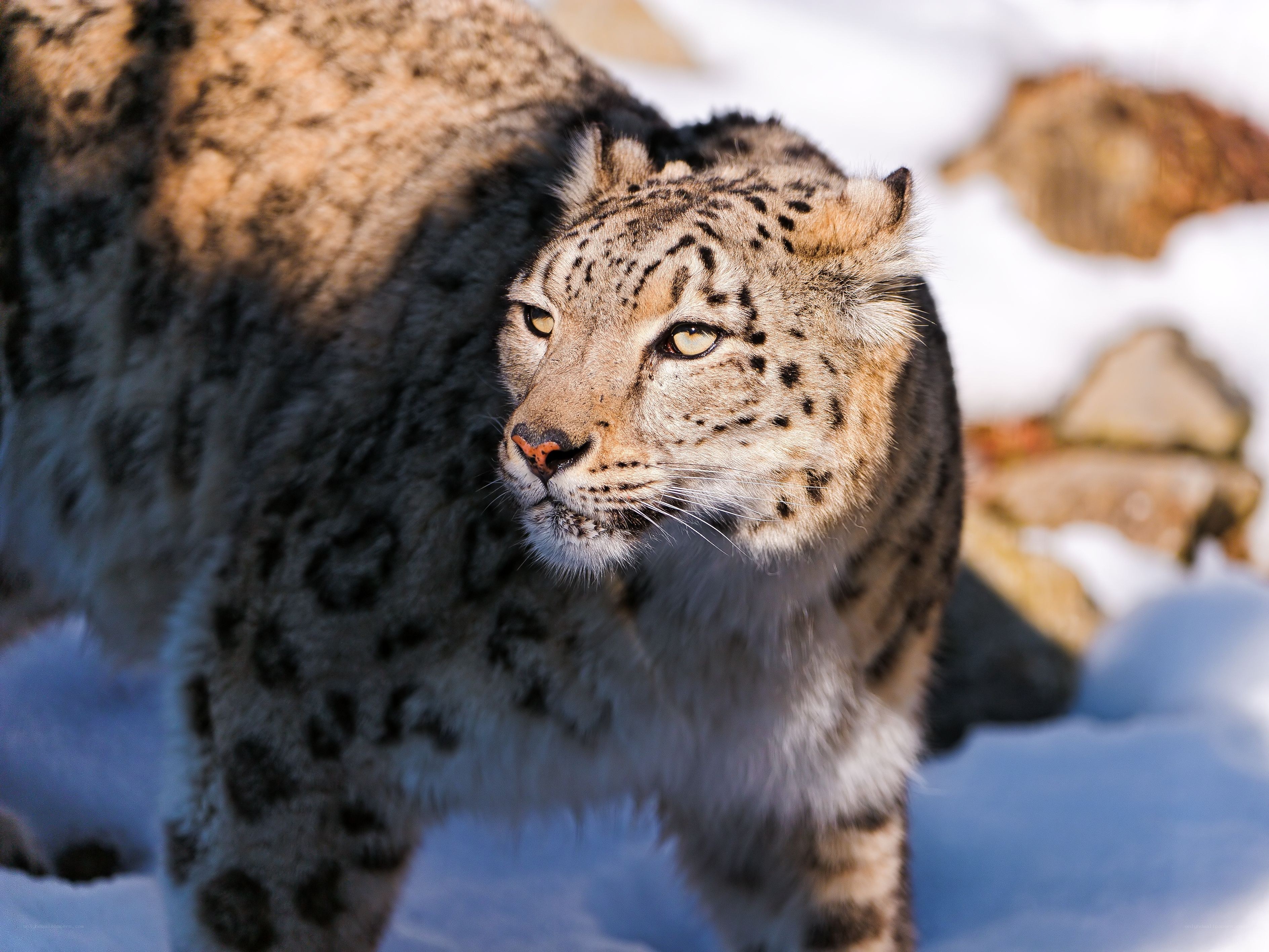 Snow leopard in snowy landscape