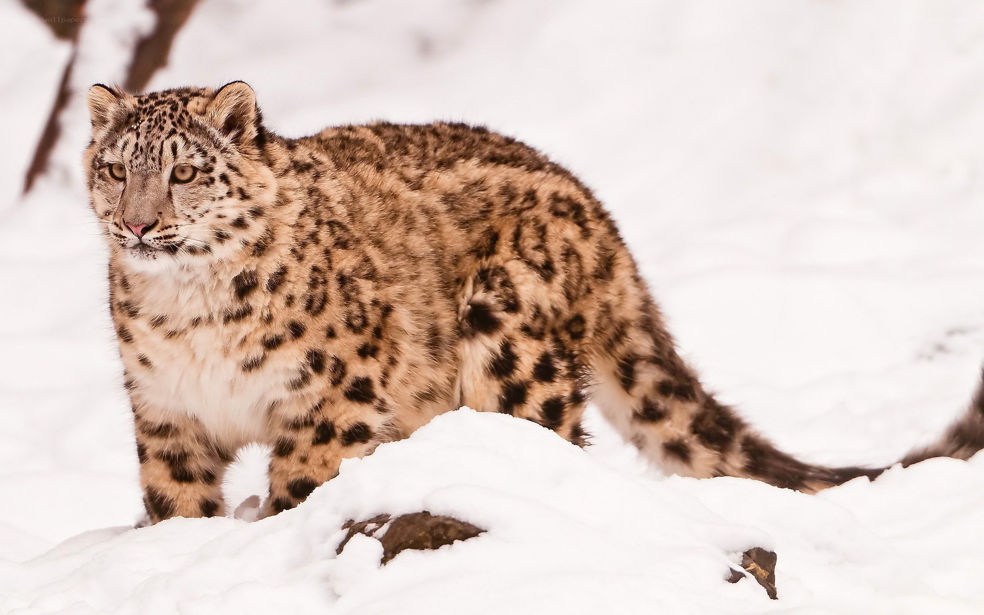 snow leopard in snowy landscape