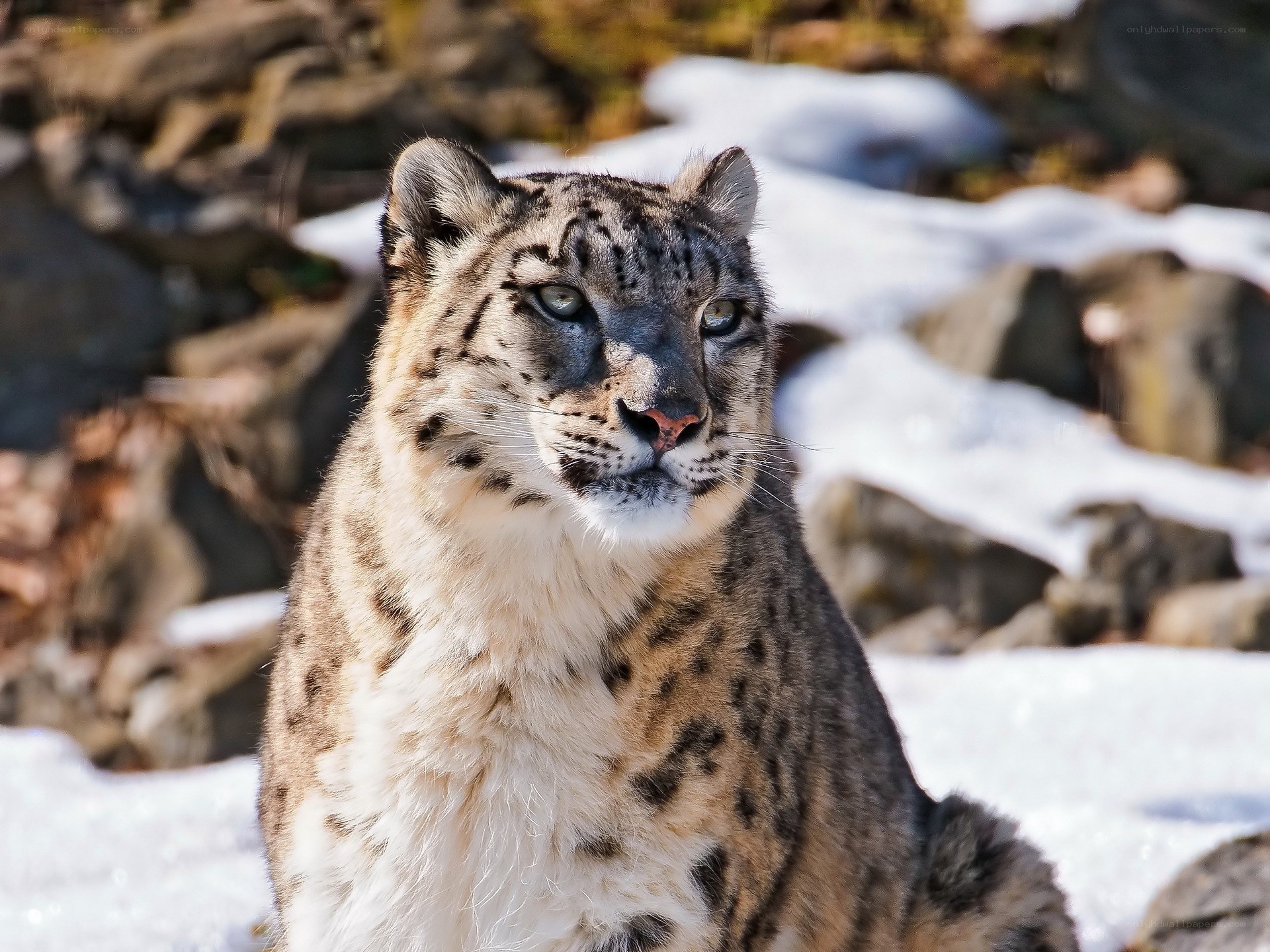 Snow leopard in snowy landscape