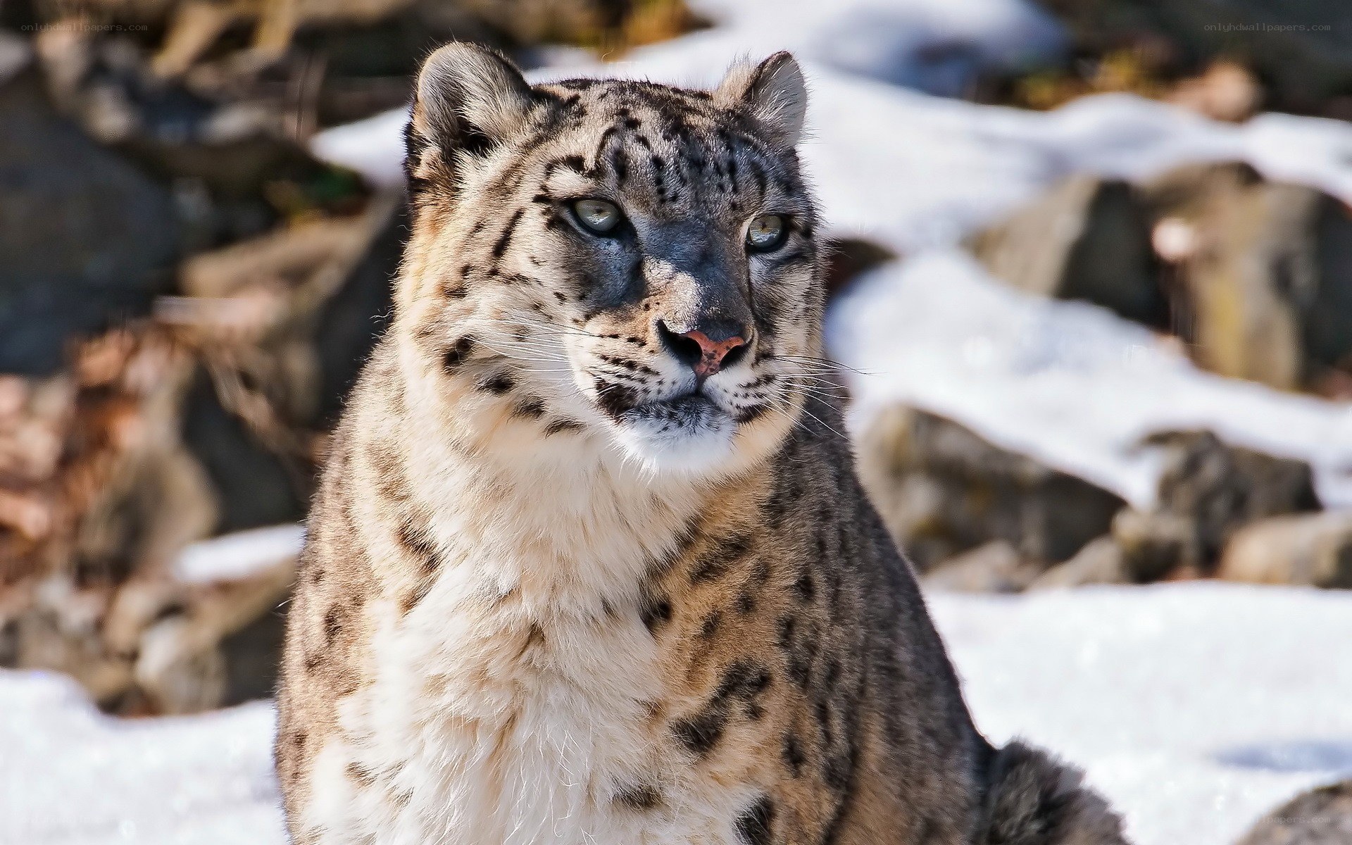 Snow leopard in snowy landscape