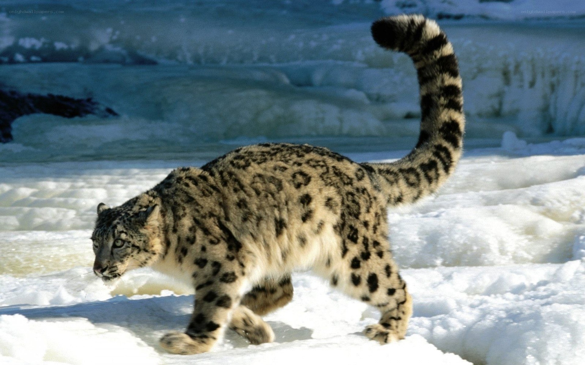 Snow leopard in snowy landscape