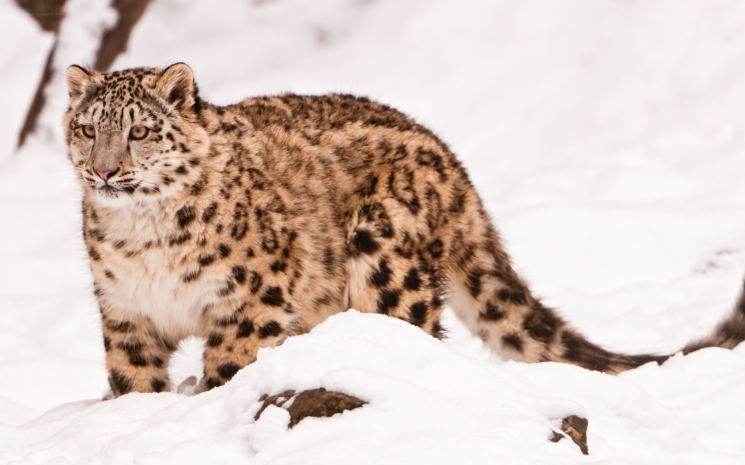 Snow leopard in snowy landscape