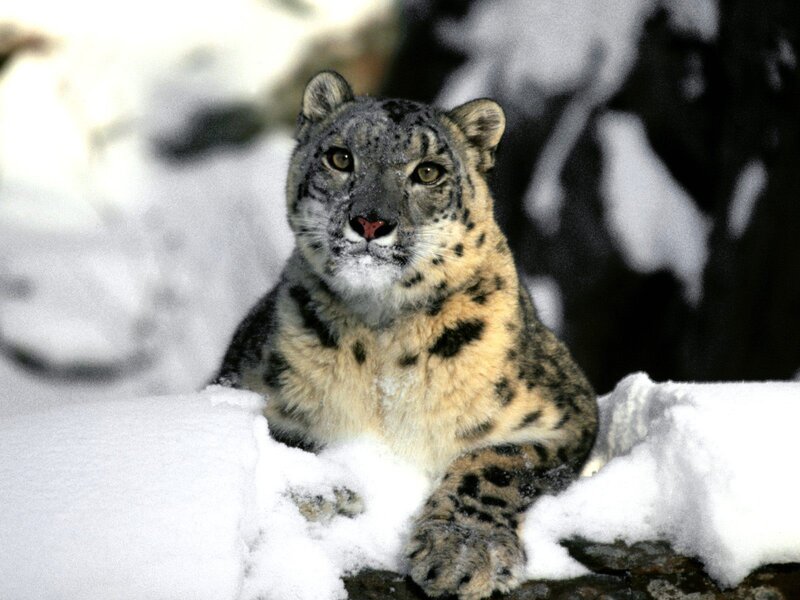 Snow leopard in snowy landscape