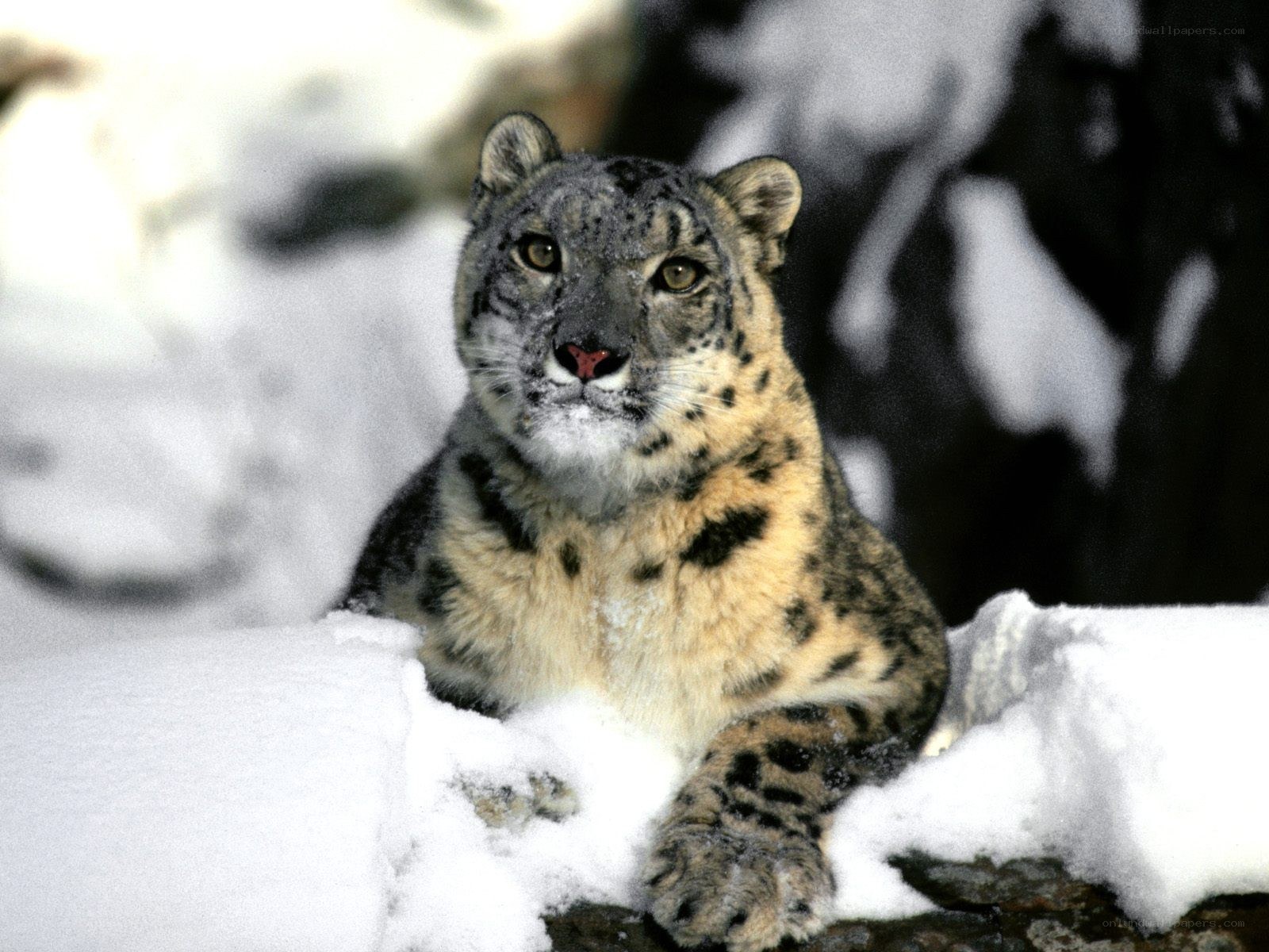 Snow leopard in snowy landscape