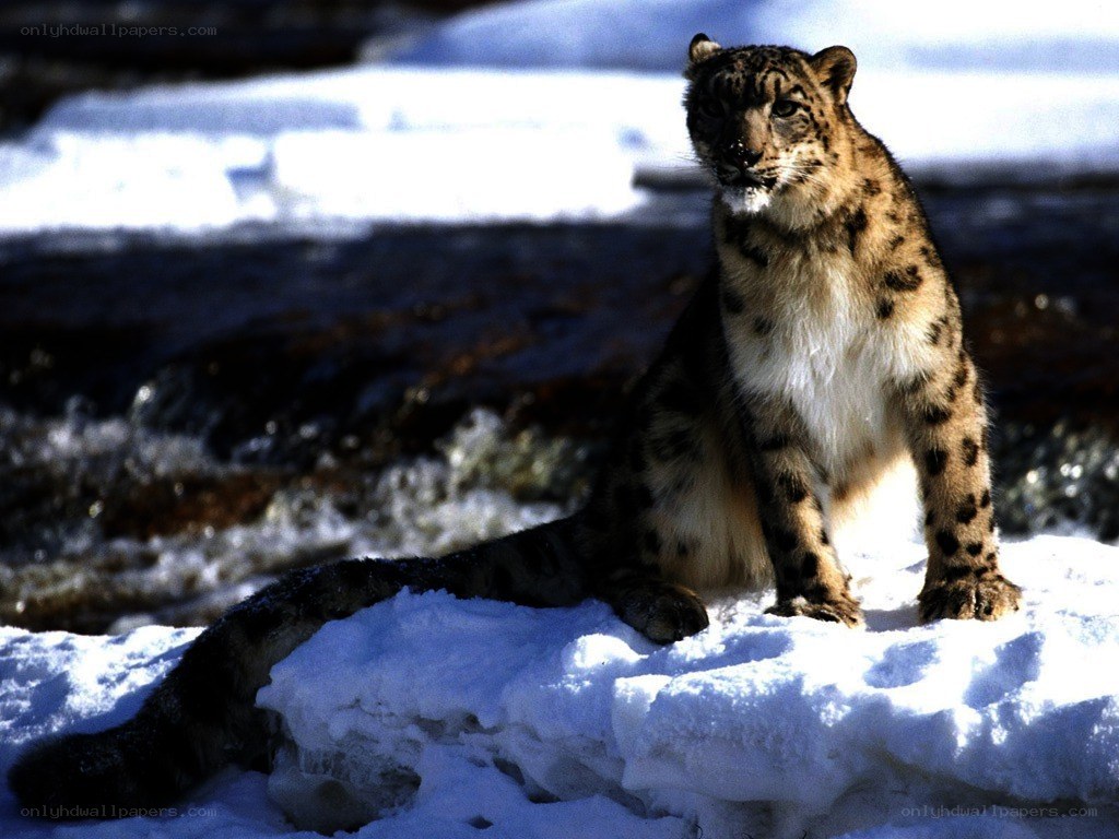 Snow leopard in snowy landscape