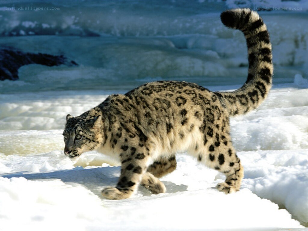 Snow leopard in snowy landscape
