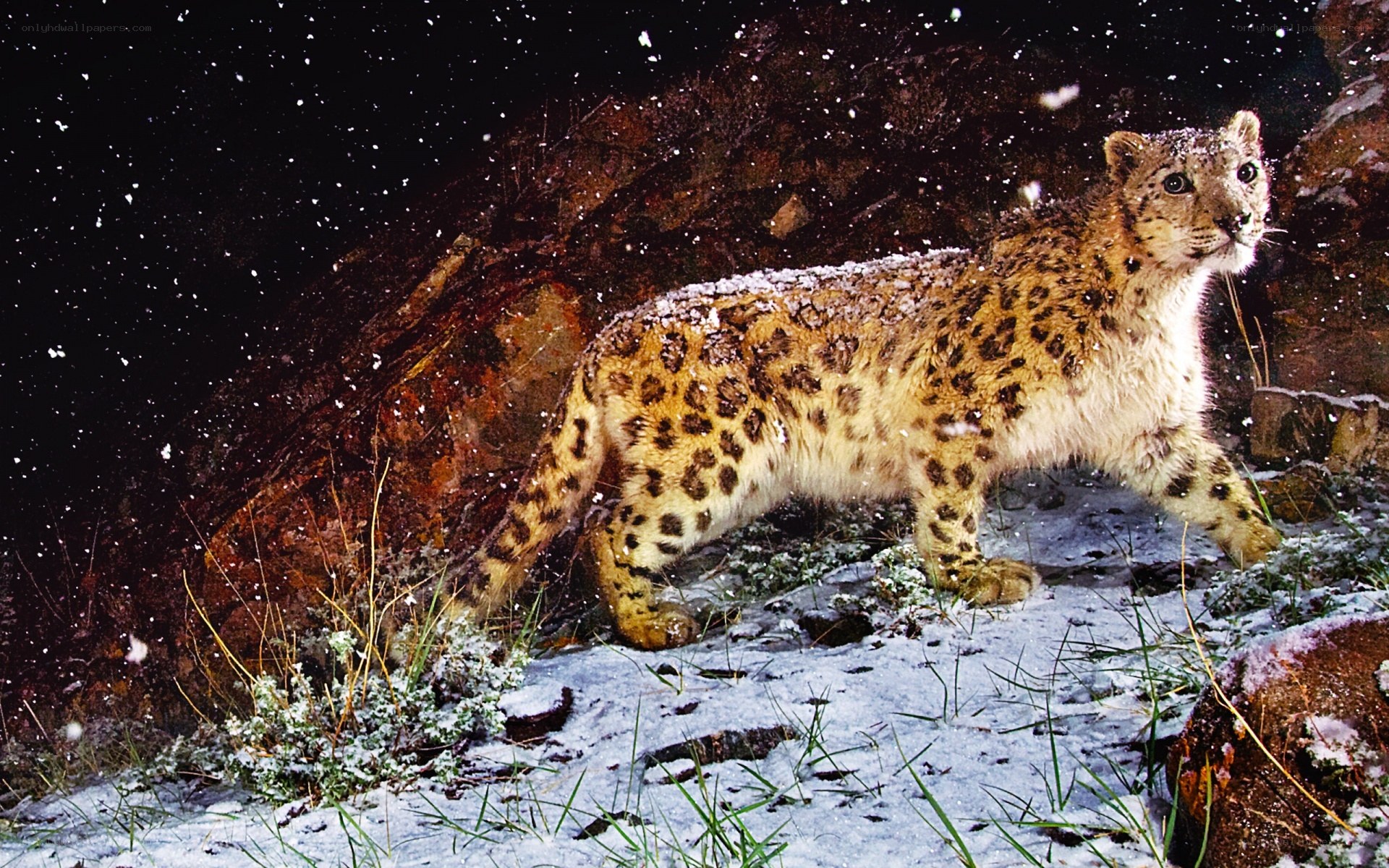 Snow leopard in snowy landscape