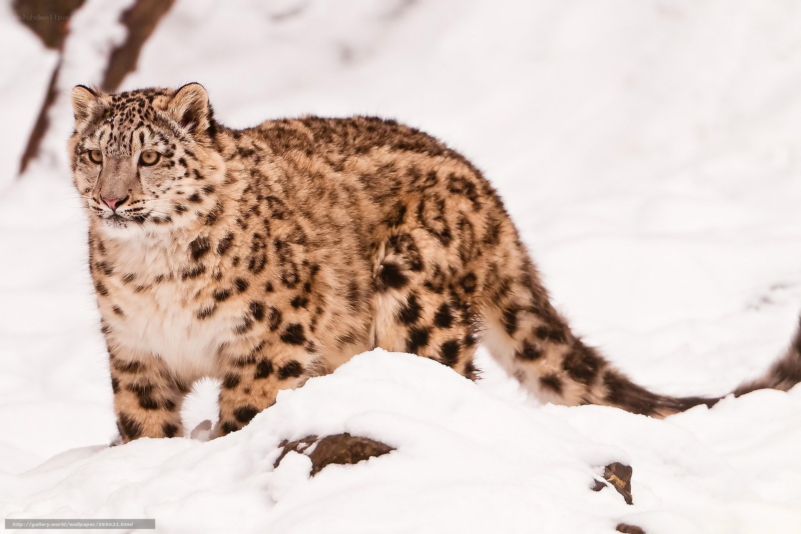 Snow leopard in snowy landscape