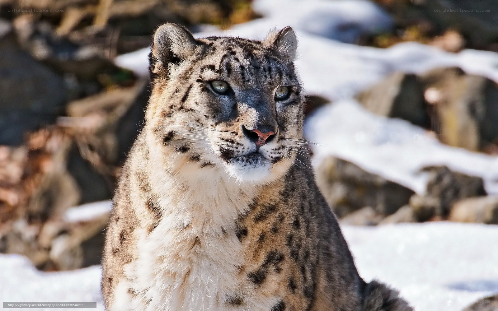 Snow leopard in snowy landscape