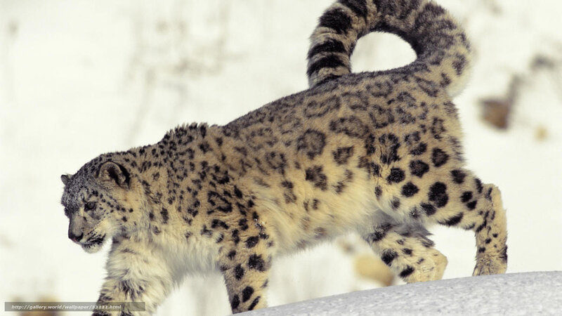Snow leopard in snowy landscape