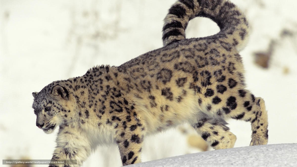 Snow leopard in snowy landscape