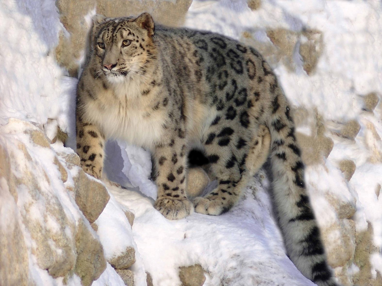 Snow leopard in snowy terrain