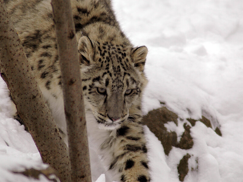 Snow leopard in snowy terrain