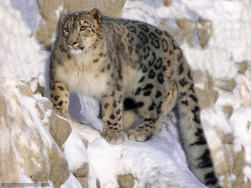 Snow leopard in snowy terrain