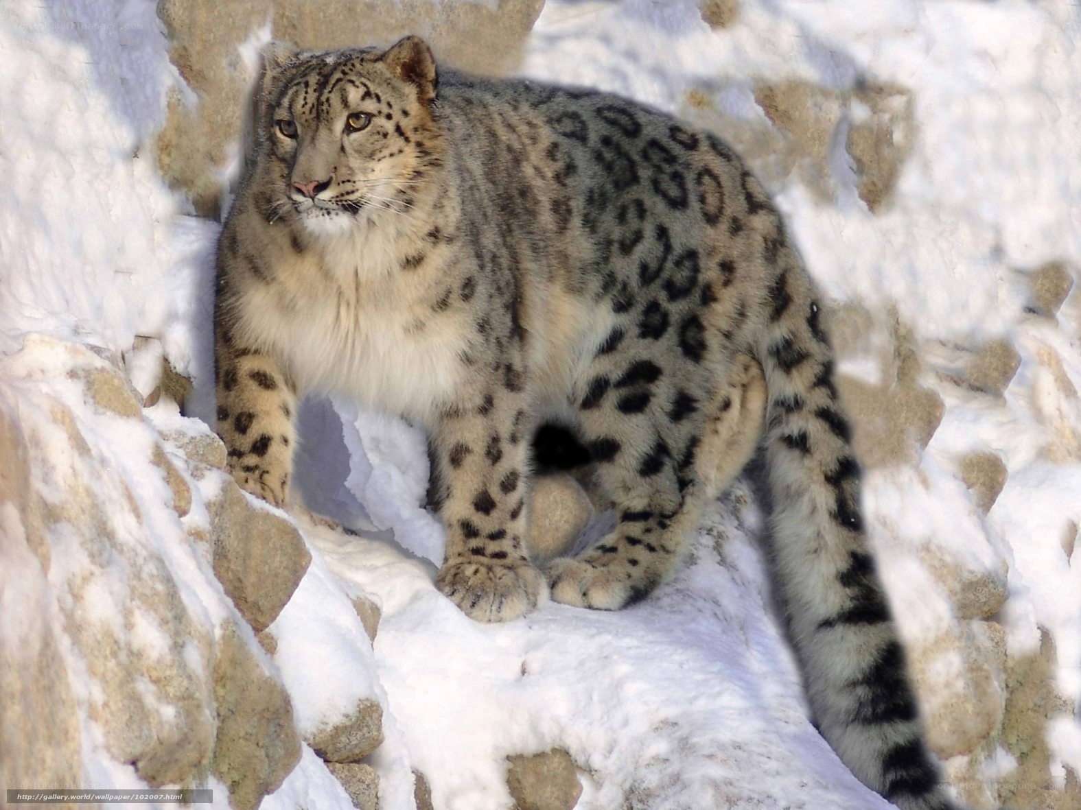 Snow leopard in snowy terrain