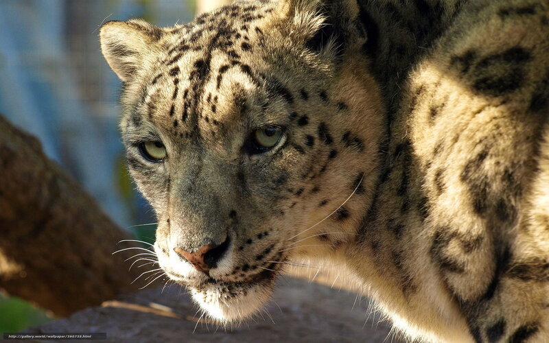 snow leopard in sunlight