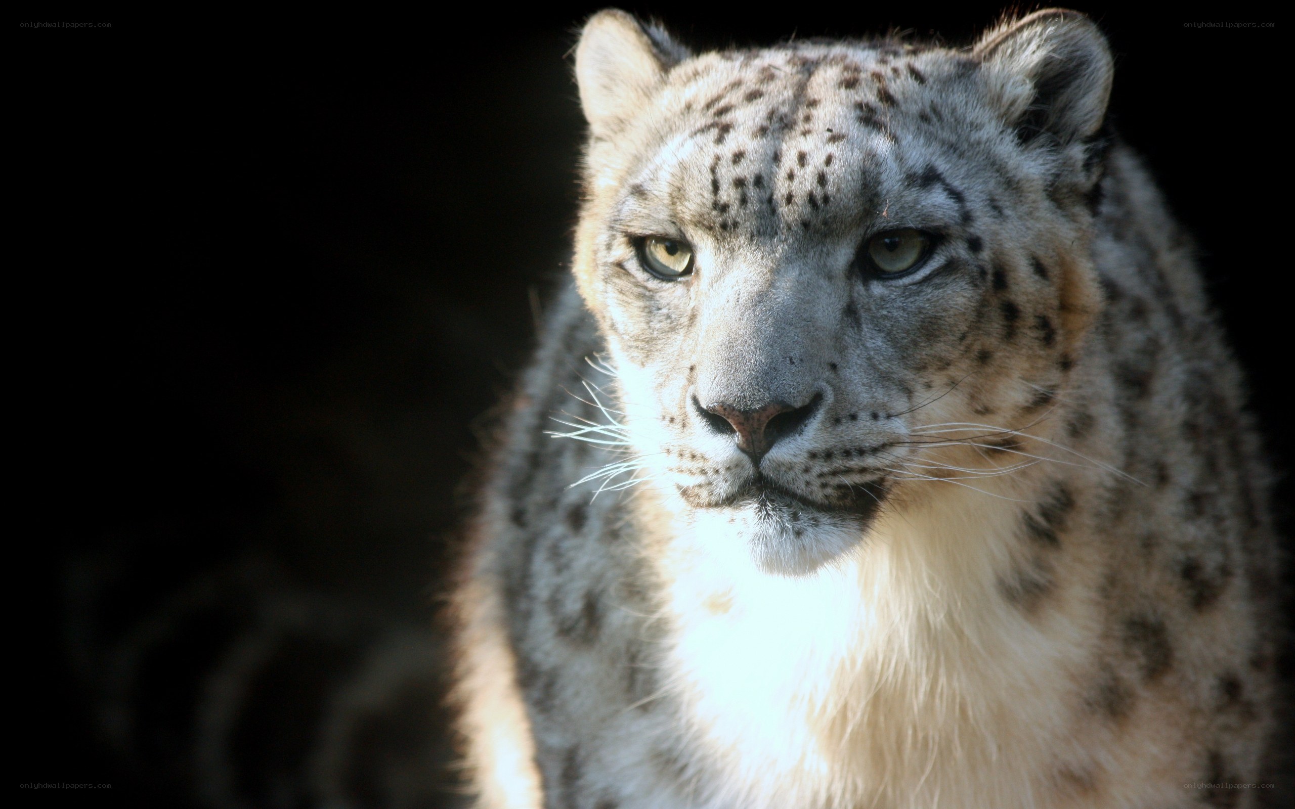 Snow leopard in the dark